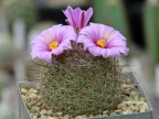 Mammillaria grahamii f. oliviae SB 371  Hidalgo County, New Mexico, USA