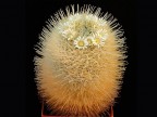 Mammillaria pennispinosa Bernijillo Coah  