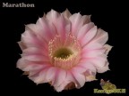 Echinopsis hybrid    'Marathon'  X  'Niederrhein'