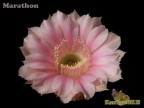 Echinopsis hybrid 'Marathon' 