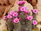 Mammillaria mazatlanensis