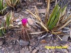 Thelocactus bicolor RUS-345 Coahuilla, Parras de La Fuente