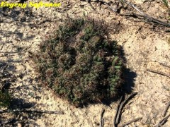 Coryphantha micromeris  RUS 451,  Nuevo Leon