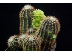 Echinocereus viridiflorus v. 'montanus' n.n. - Hoehenform, bis 2.700 m