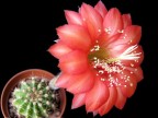 Echinopsis hybrid   MRW1   X   Div Buttermilk x schickendantzii