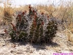 Echinocereus gonocanthus RUS-300, White Sands National Monument, New Mexico, USA