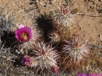 Echinocereus engelmannii  RUS-259, Jochua Tree NP, Monument Rd, California USA   