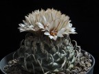 Turbinicarpus klinkerianus "lilinkeuiduus"  