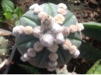 Astrophytum asterias ‘Ooibo’ mix