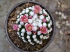 Mammillaria gracilis cv. Oruga blanca