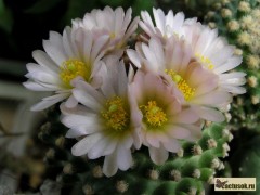 Pediocactus knowltonii SB304   San Juan Co, NM