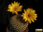 Sulcorebutia arenacea HS 30 Santa Rosa