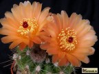 Notocactus  ottonis v.janousekianus