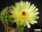 Notocactus  ottonis 