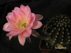 Echinopsis hybrid    'Sansibar'    X   'Serj'