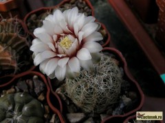 Gymnocalycium gertii  VG-707, Loma Bola, Cordoba, 935m  