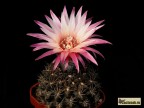 Pyrrhocactus gracilis FR495  