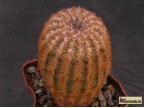 Echinocereus pailanus, Sierra Paila