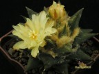 Ariocarpus trigonus v.minor