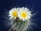 Pediocactus paradinei SB 502, Coconino Co, Az