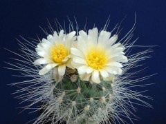 Pediocactus paradinei SB 502, Coconino Co, Az