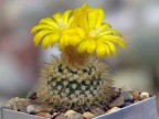 Parodia sanagasta v. grandiflora