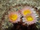 Pediocactus simpsonii HK 1215 Garfield 
