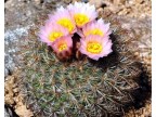 Pediocactus simpsonii HK 1215 Garfield 