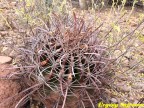 Ferocactus penisulae RUS 129, San Bruno, BC