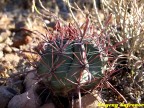 Ferocactus penisulae  RUS 131, Santa Rosalia, BC