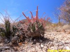 Ferocactus penisulae RUS 569, San Ignacio, BC