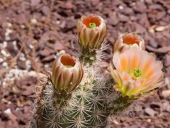 Echinocereus roetteri v. multicolor, Chihuahua