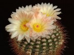 Notocactus  roseoluteus DV75  