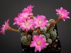 Mammillaria saboae