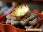 Titanopsis hugo-schlechterii