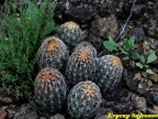 Thelocactus schwarzii RUS 397 Fortin Agrario, Tam