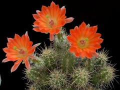 Echinocereus scheerii NM - losos.kv.  