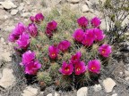 Echinocereus stramineus RUS-029, Cerro Bola, Coah 