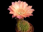 Echinopsis hybrid   Sunset   X   Creme, Fehlfarbe