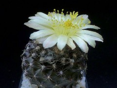 Copiapoa tenuissima - WM 176 oestl. El Cobre