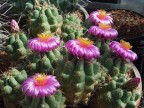 Thelocactus leucacanthus RUS 535, El Rosario, Hidalgo