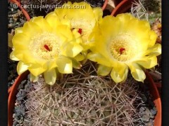 Acanthocalycium thionanthum VG-678, Sa de Famatina, La Rioja, 2475m,