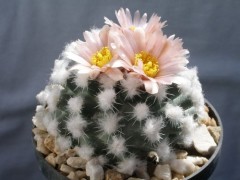 Pediocactus winklerii RP103