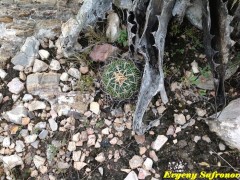 Echinofossulocactus tricuspidatus RUS 409, Morados, Moctezuma, SLP