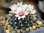 Turbinicarpus bonatzii MZ 587  