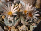 Turbinicarpus jauernigii PP 190  Ciudad Maiz, San Luis Potosi, Mexico