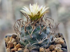 Turbinicarpus klinkerianus