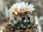 Turbinicarpus macrochele v. frailensis El Refugio,SLP