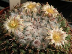 Mammillaria uncinata CH 611 Salinas SLP 