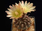 Pyrrhocactus villicumensis Sierra Villicum Ch